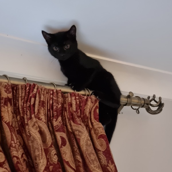 Very happy new kitten slave