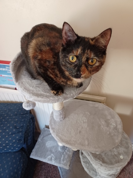 Little cat had seizures overnight 