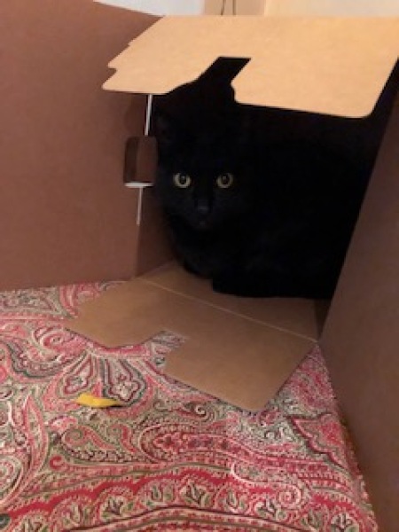 Countdown to Christmas 2023: get past the post-Christmas slump by thinking about the next one! (Thread 1.)