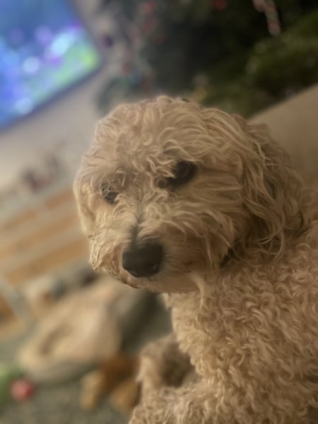 The dog is my favourite.