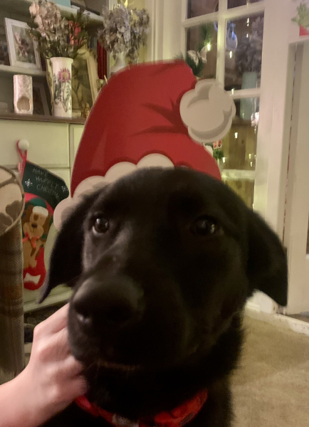 Show off your rescues!