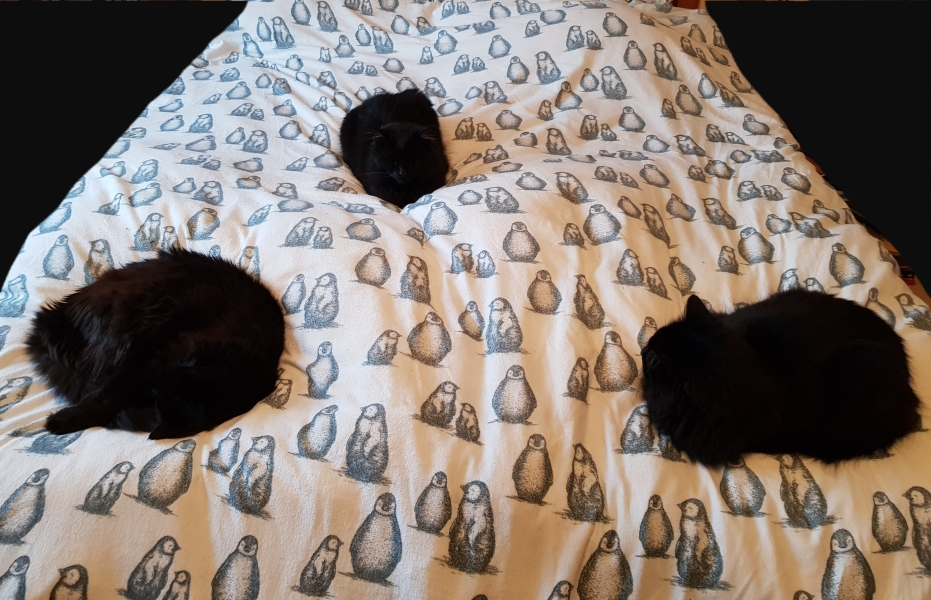 Hundreds of cats, thousands of cats, millions and billions and trillions of cats