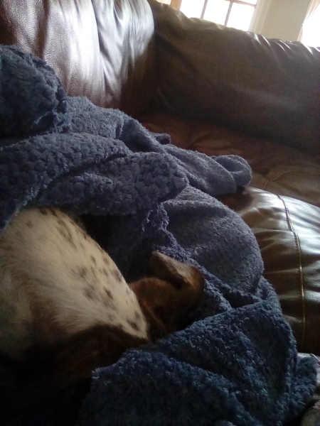Our rescue dog bit my daughter and I today.