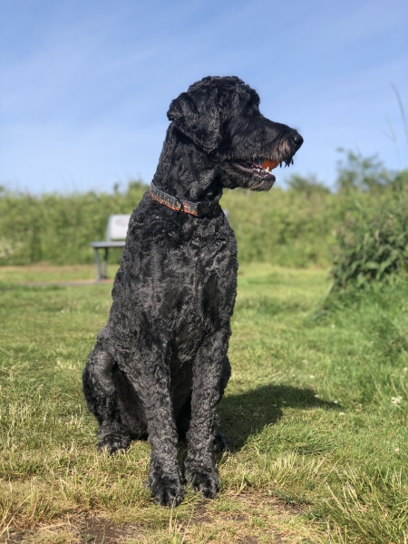 Query about cocker poos and poodles