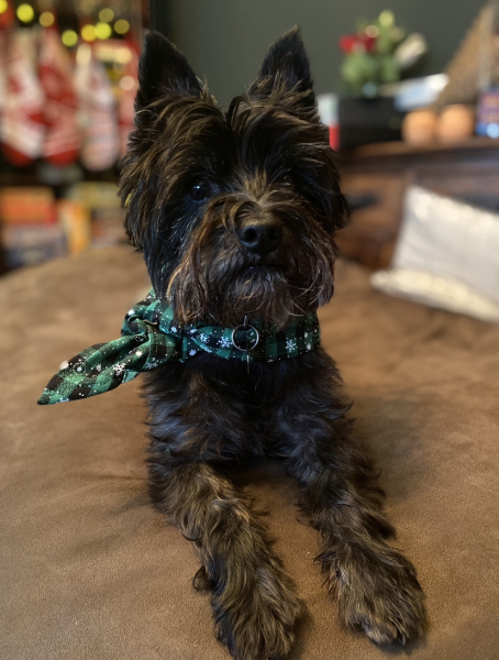 Small calm dog breeds