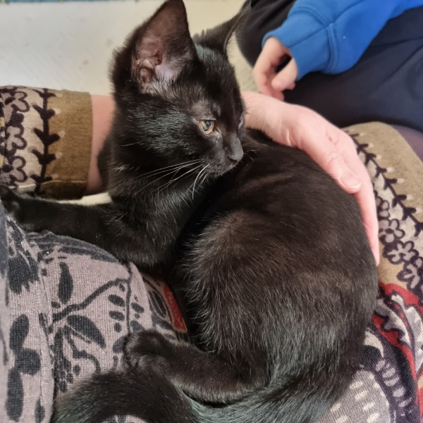 Very happy new kitten slave