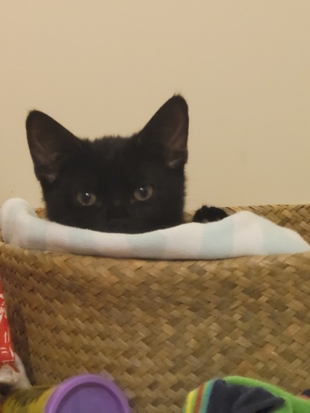 Love cats, hate poop. What mitigations can I put in place?
