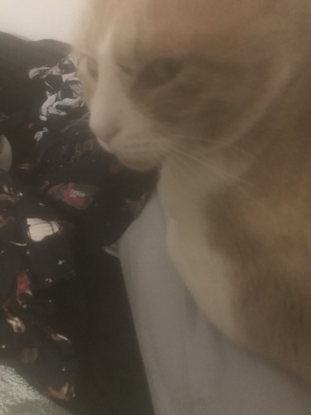 Hundreds of cats, thousands of cats, millions and billions and trillions of cats