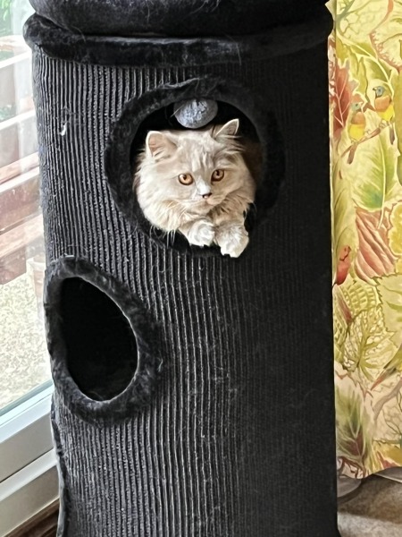 Hundreds of cats, thousands of cats, millions and billions and trillions of cats