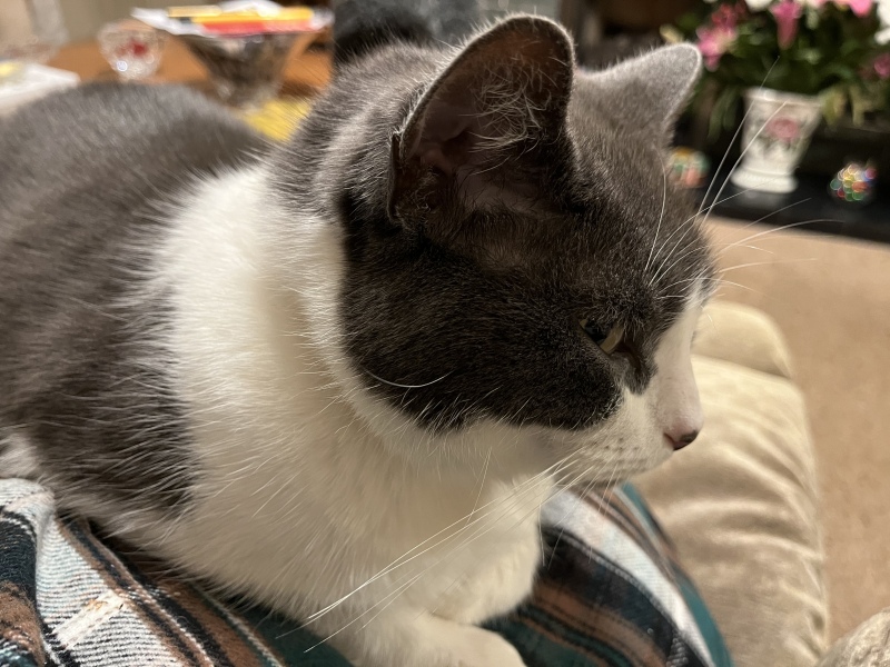 To take my cat for a coffee!