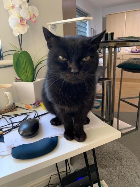My cat has been shot.