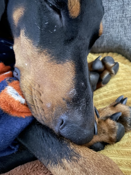 Lumps all over dog’s nose