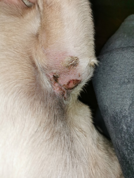 My poor pupper :( (photo warning) 