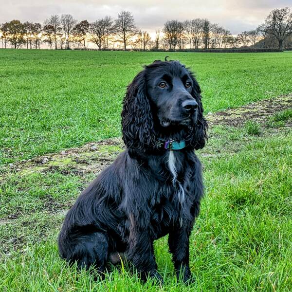 To love to sniff the top of my dog's head?