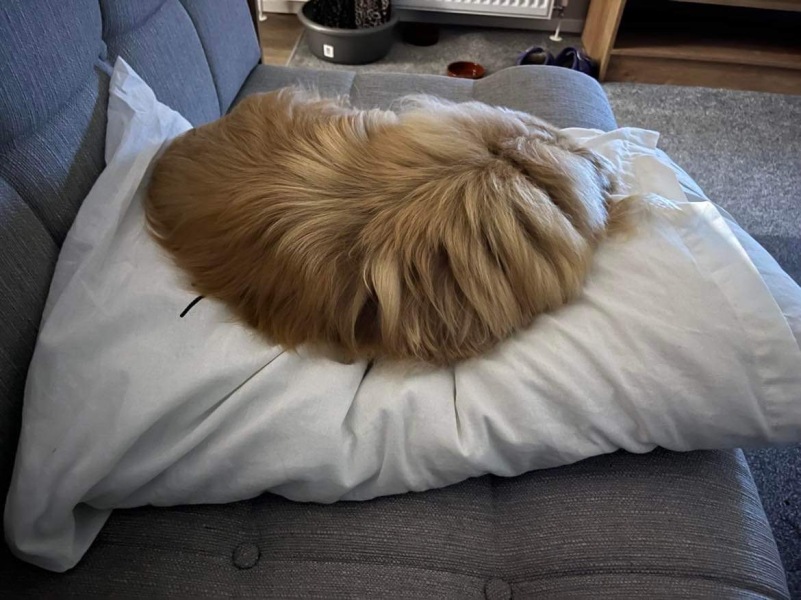 Snoring dog 😍