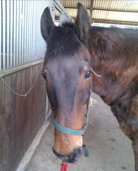 To feel sorry for people with horses?