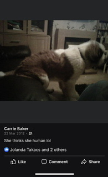 Really Struggling- St Bernard