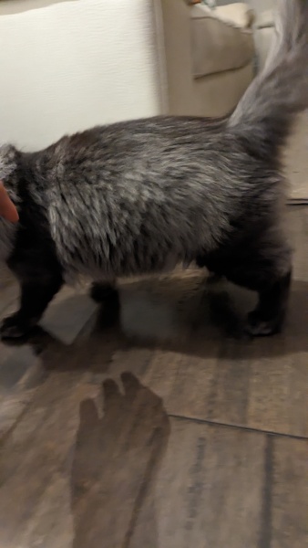 Kitten weight / belly