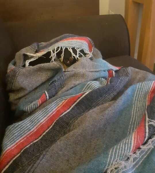 Skipping dog walk in the cold