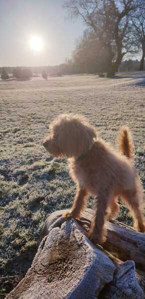 LABRADOODLEs