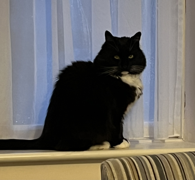 How much does it cost for month for a cat?