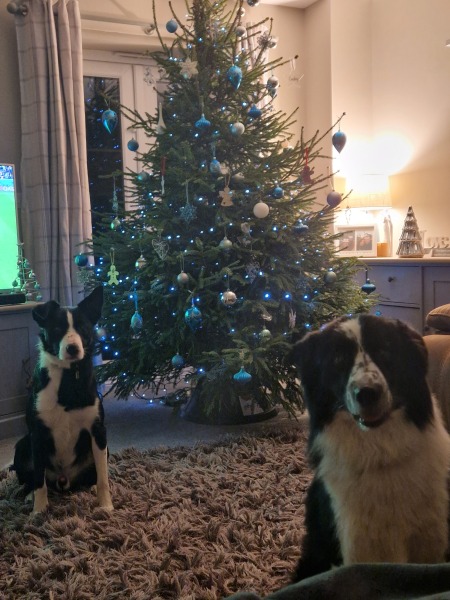 Show me your Christmas tree / decorations please. In need of inspiration