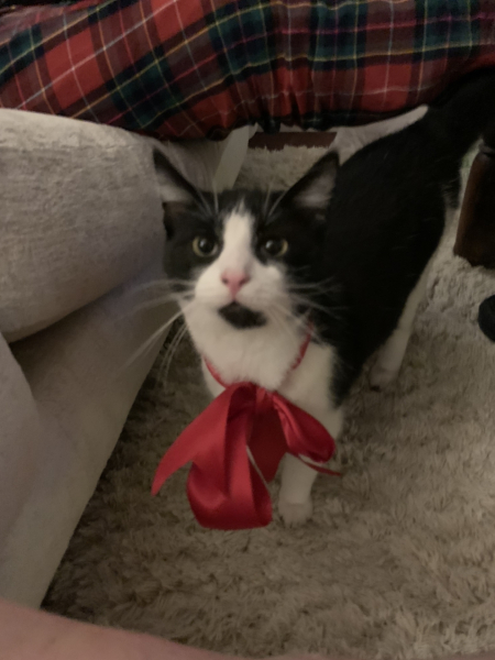 Cat versus Christmas tree - any pics? (lighthearted)