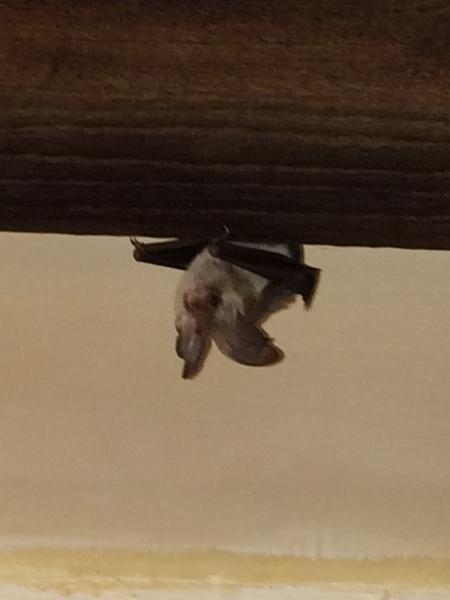 When do you take down the Christmas decorations?