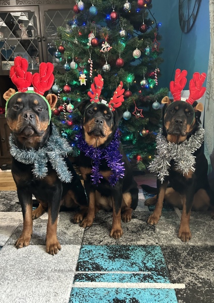 to get a puppy?