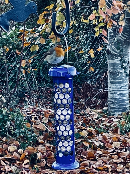 To ask you to please help hedgehogs and other wildlife prepare for winter