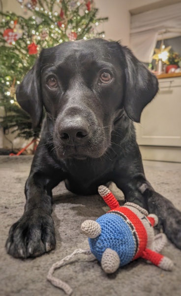 Why my dog is sad