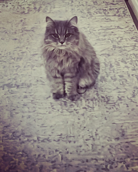 Can’t stop crying - our cat has been killed just before Christmas 