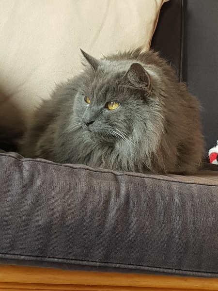 Thug cat part 4.  After all, it's not my Axminster.