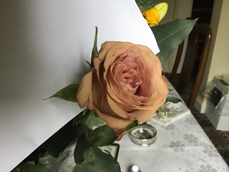 Rose ID