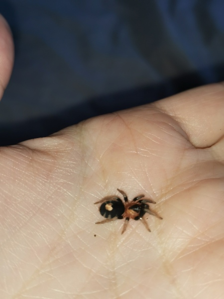 I have pet Spiders. AMA. 