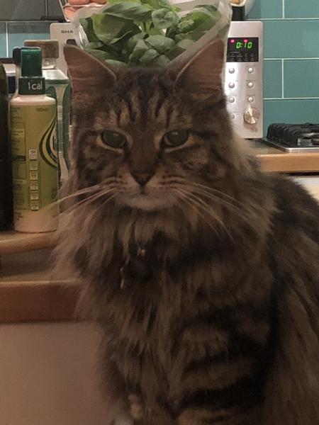 Show off your rescues!
