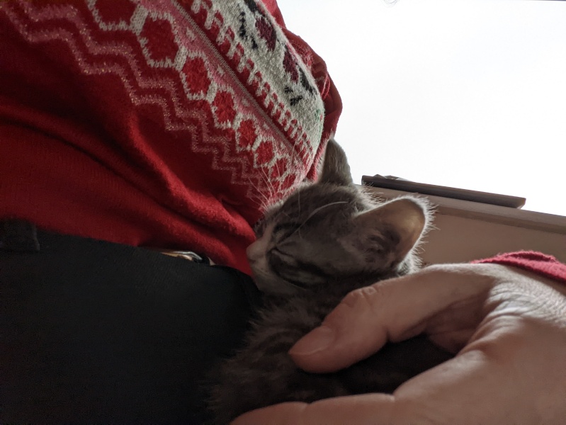 Kitten will only sleep on me...