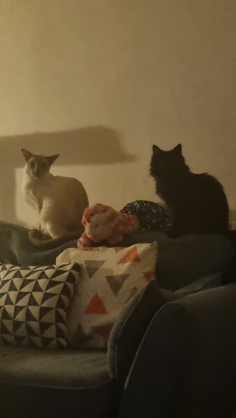 Blatant kitten spam 