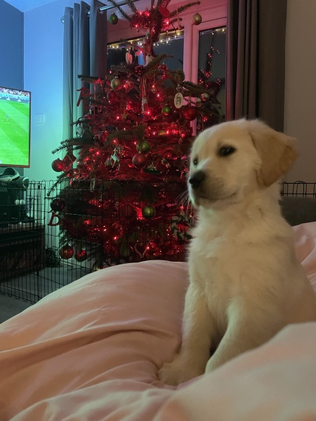 What colour lights do you have on your tree?