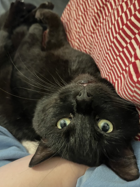 Rescue cat