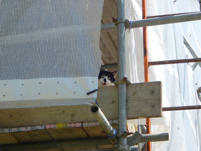 Thread 1 - Lifeboat Muster Point for TalkExiles