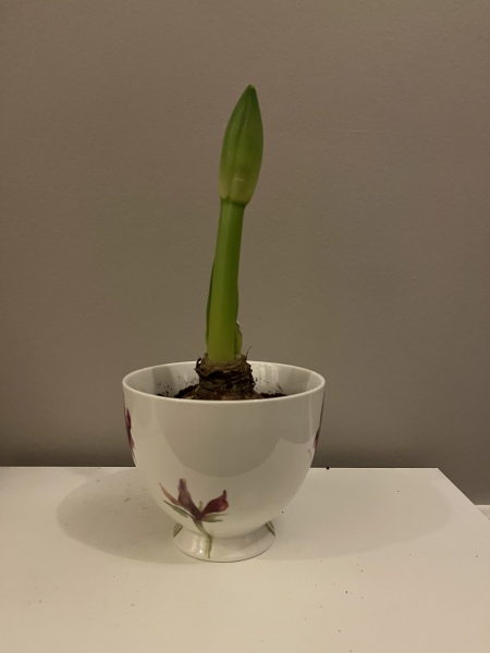 Who'd like an Amaryllis (Hippeastrum) thread?