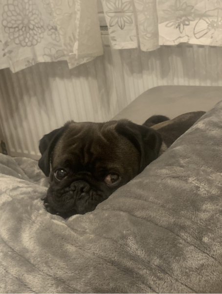to get a puppy?