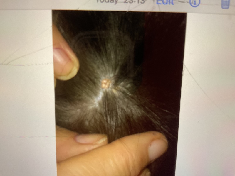 Mystery growth found on cat ( warning gross photo)