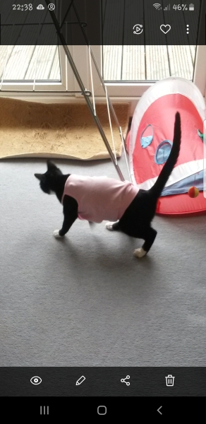 Cat licking belly despite cone. 