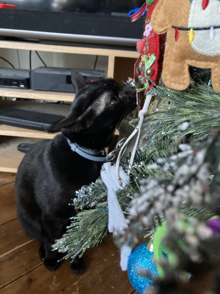 Cat versus Christmas tree - any pics? (lighthearted)