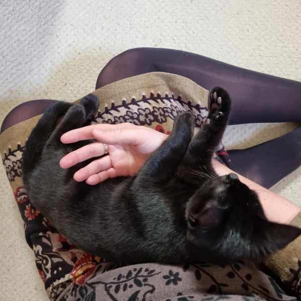 Very happy new kitten slave