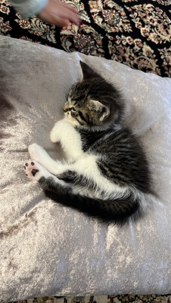 Will RSPCA care about these owners and do something? Mistreated kitten