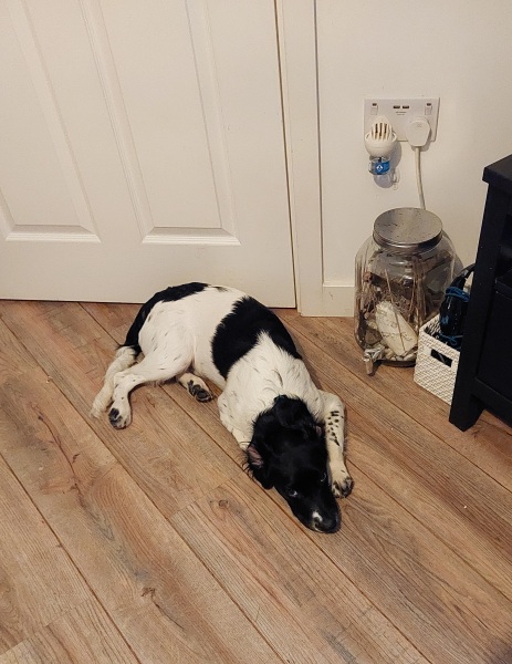 Why my dog is sad
