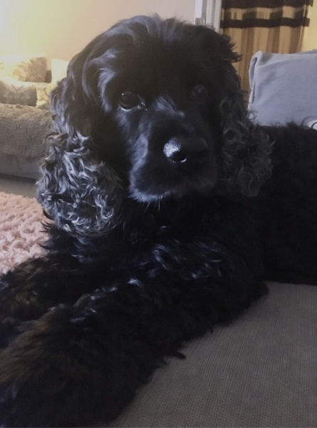 To love to sniff the top of my dog's head?